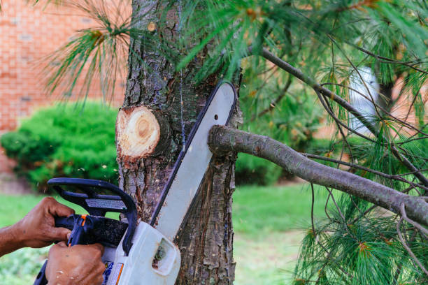 Professional Tree Services in Roslyn Estates, NY